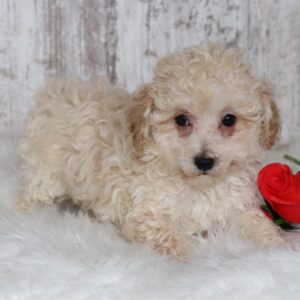 maltipoo price near me