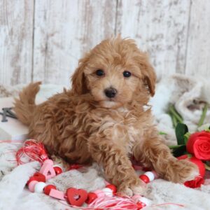 maltipoo full grown for sale