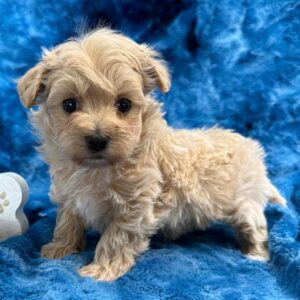 cheap maltipoo puppies for sale