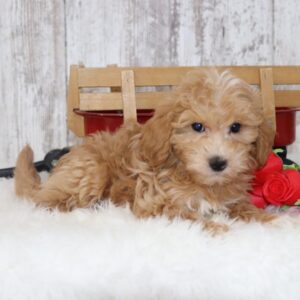chocolate maltipoo puppies for sale