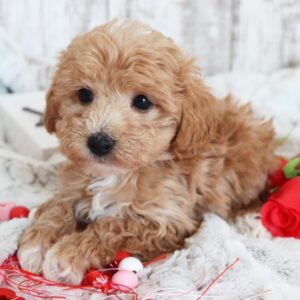 malti poo for sale