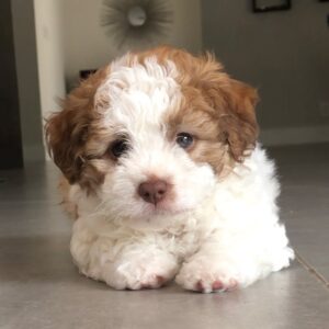 tiny maltipoo puppies for sale