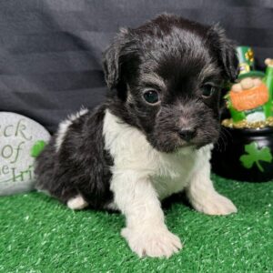 maltipoos for adoption