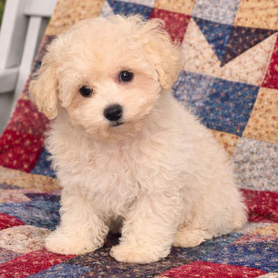 maltipoo puppies for sale