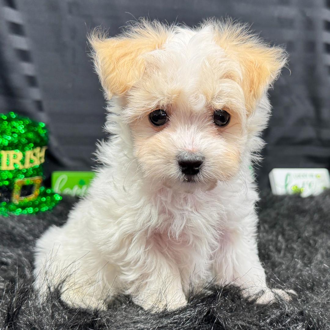 tea cup maltipoo for sale