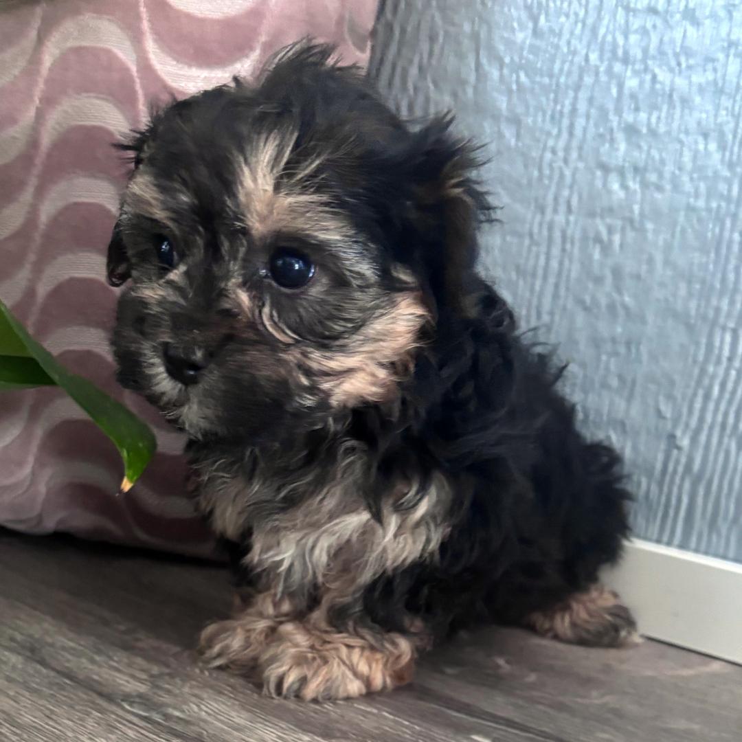 toy poodle vs maltipoo