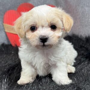 tea cup maltipoo for sale