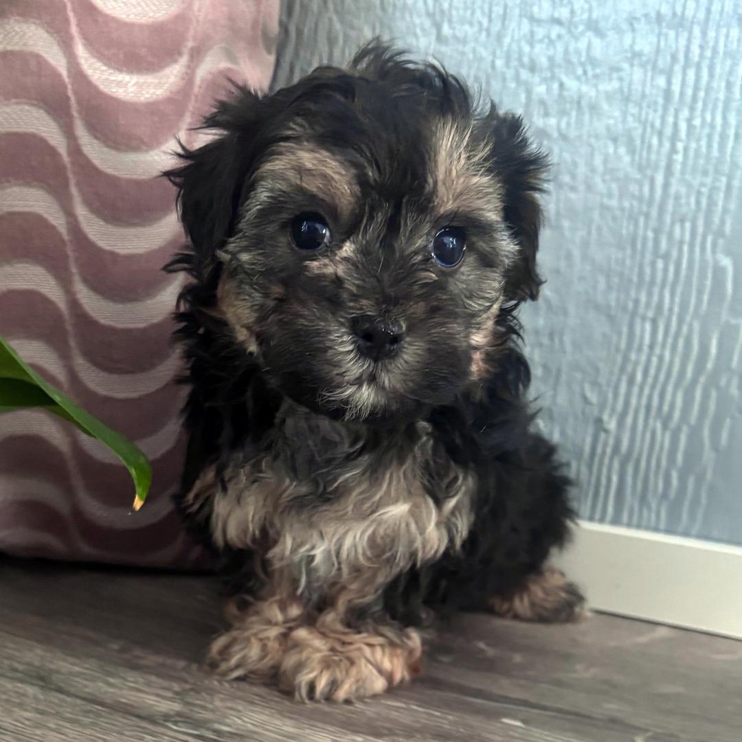 potty trained maltipoo puppies for sale