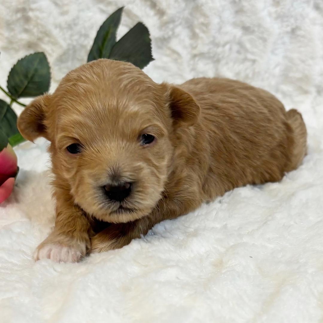 miniature maltipoo puppies for sale