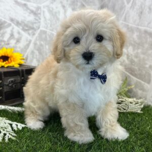 how much is a maltipoo puppy