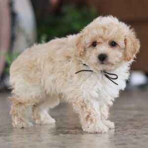 teacup maltipoo puppies for sale