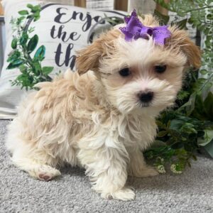 maltipoo puppies for sale near me