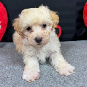maltipoo buy