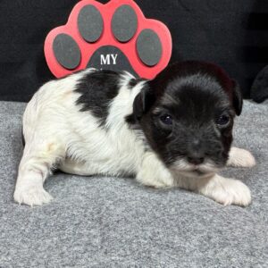 cute maltipoo puppies