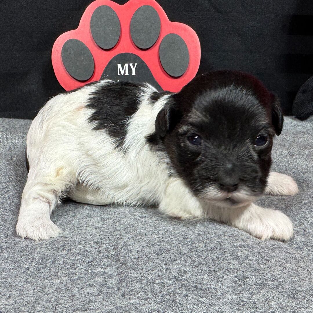 cute maltipoo puppies