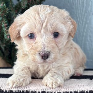 puppies for sale maltipoo