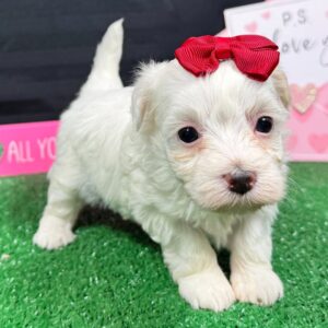 female maltipoo for sale
