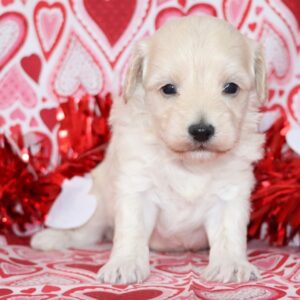 micro maltipoo for sale