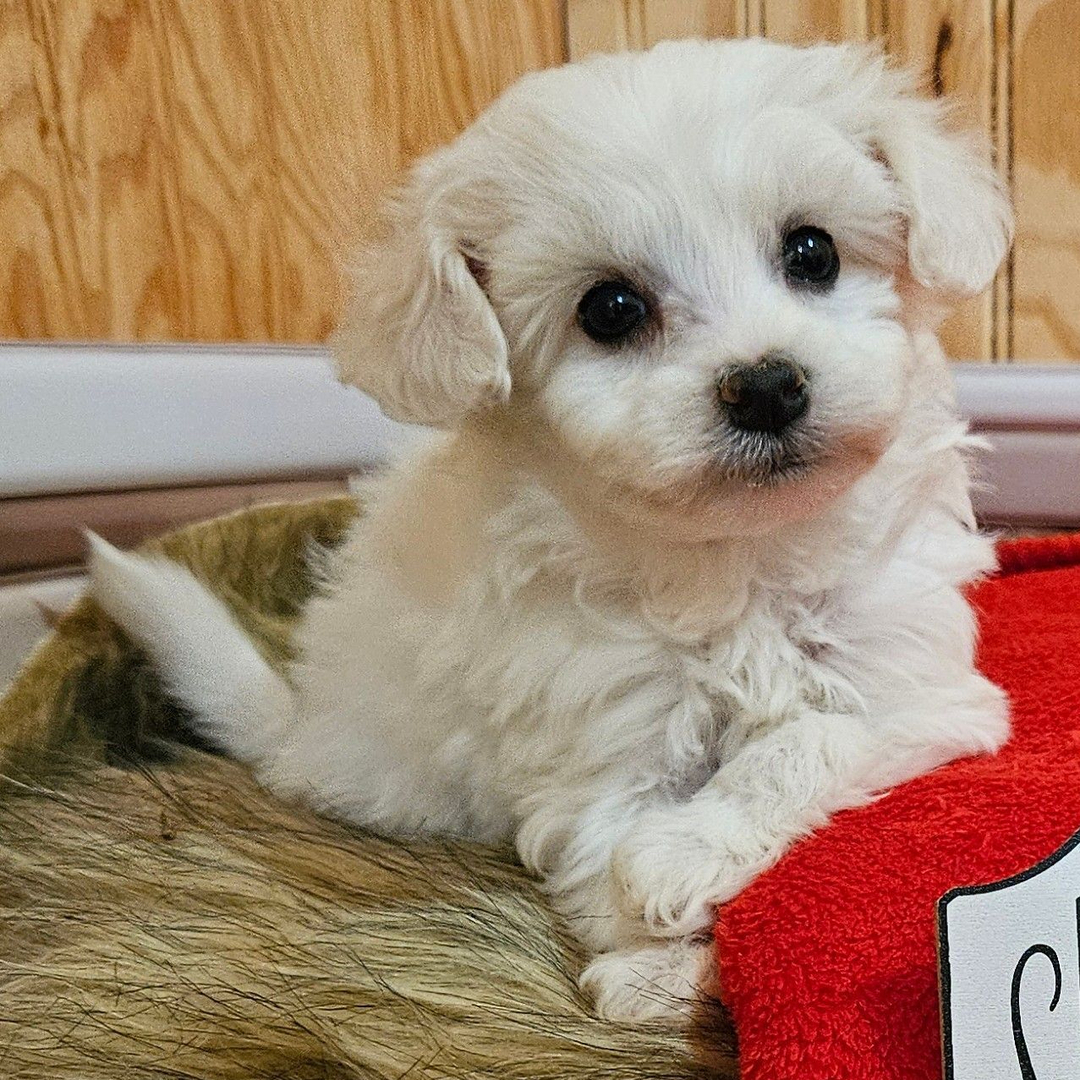 apricot maltipoo puppy