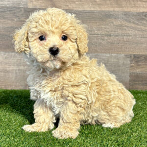 maltipoo cost