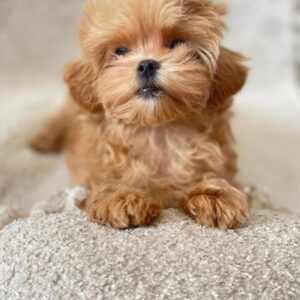 maltipoo dog for sale