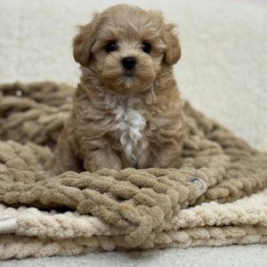 affordable maltipoo puppies for sale