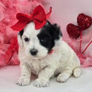 white maltipoo puppy