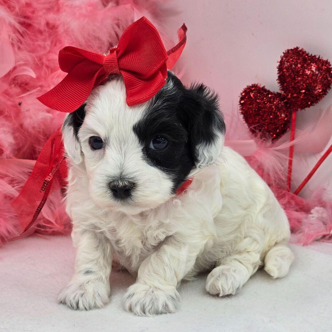 white maltipoo puppy