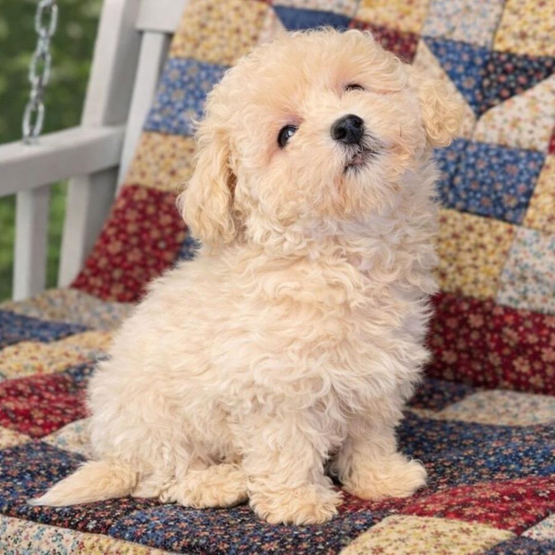 maltipoo poodle mix