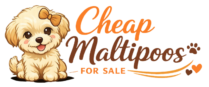 Cheap Maltipoos For Sale
