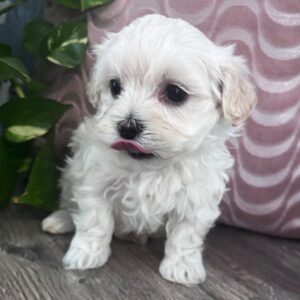 maltipoo puppies for sale near me under $500