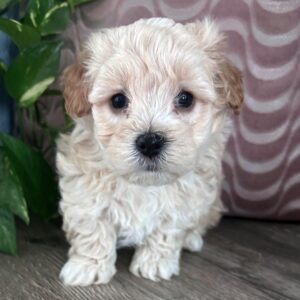 maltipoo teacups for sale