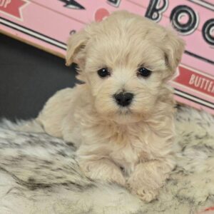 maltipoo puppy cut