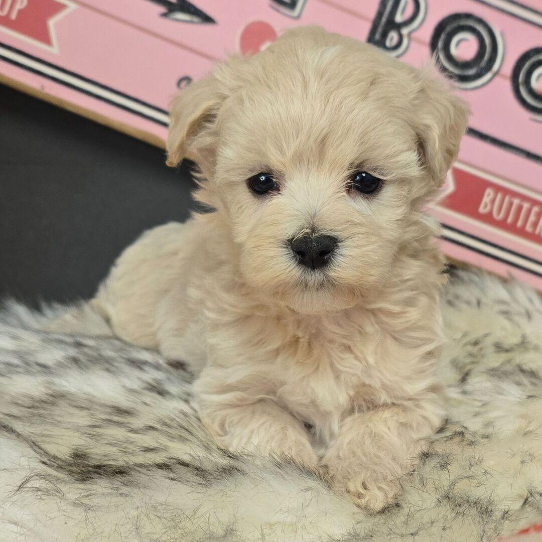 maltipoo puppy cut