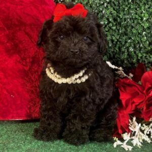 maltipoo for sale cheap