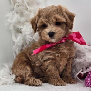 full grown maltipoo puppies