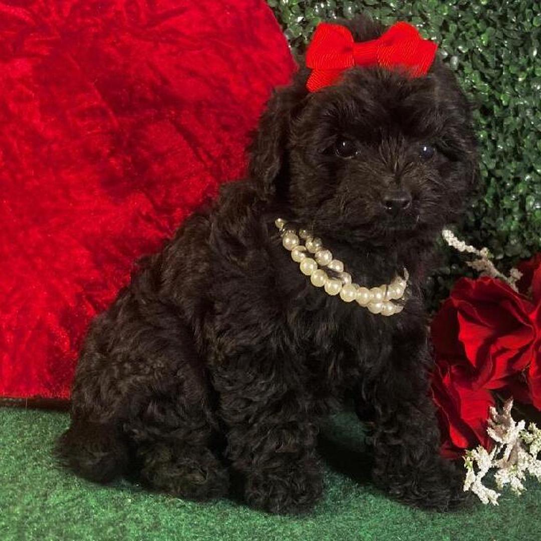 maltipoo for sale cheap