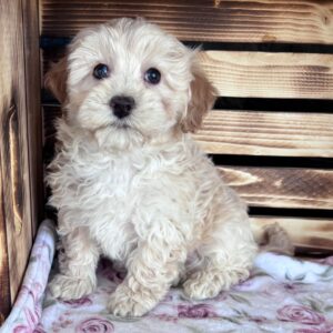 dark brown maltipoo
